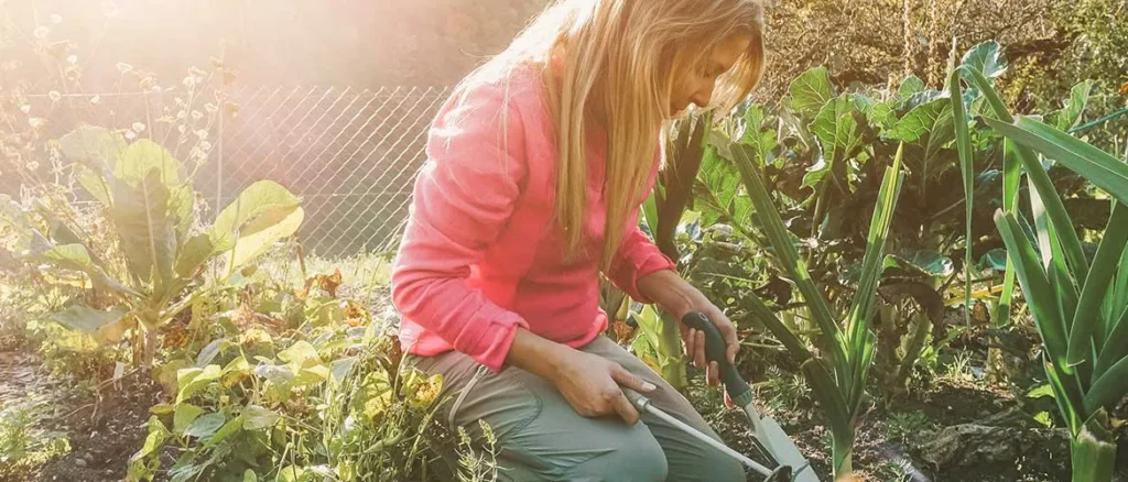 A woman in a pink long-sleeved shirt and grey pants kneels in a sunlit garden, using hand tools to tend to leafy green plants.